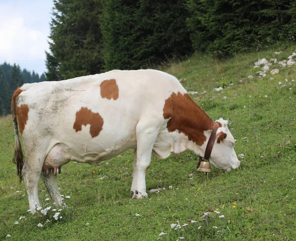 Bruine en witte koe in de meadown op de berg — Stockfoto