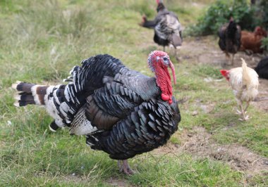 big turkey on the henhouse