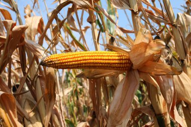 sarı olgun mısır koçan ve sarı tohumlar