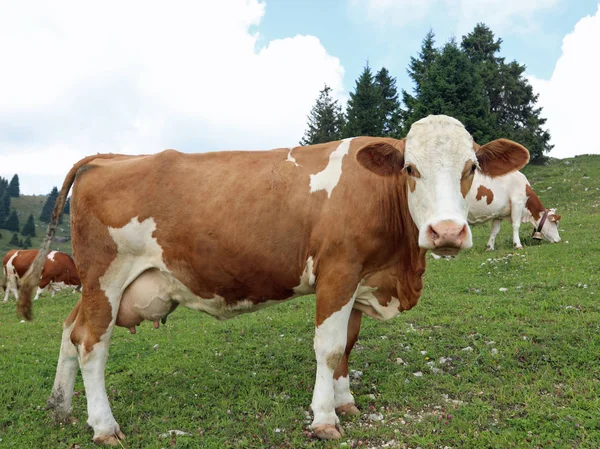 Brown and white cow in the moutanin — Stock Photo, Image