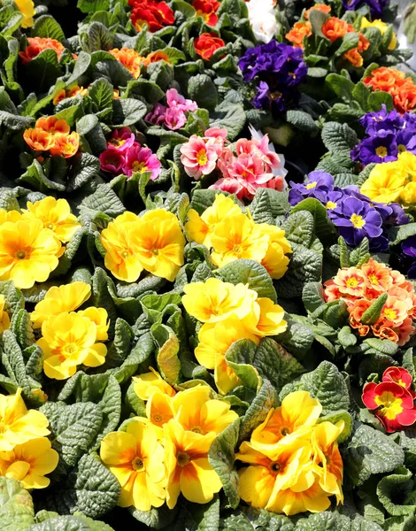 Achtergrond van bloeiende bloemen te koop in de bloemenmarkt — Stockfoto