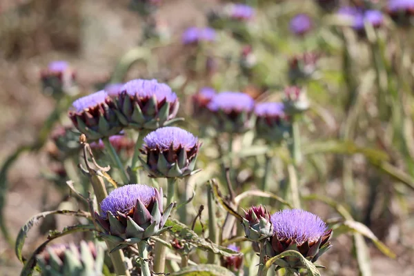 Many purple and blue flowers of artichokes in summer — Stock Photo, Image