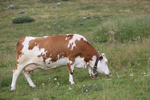 Young cow grazes the meadow — Φωτογραφία Αρχείου