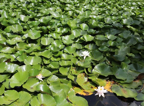 꽃많은 수련 식물 연못 — 스톡 사진
