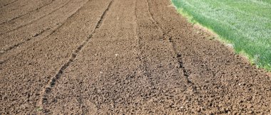 ekili pulluk alanı ve yeşil sürgünler ile bazı