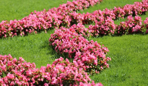 유럽 정원에서 분홍색 꽃 — 스톡 사진