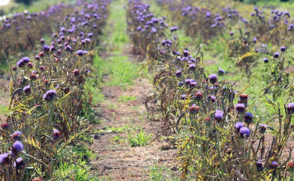 Geteeld veld van rijpe gebloeid artisjokken — Stockfoto