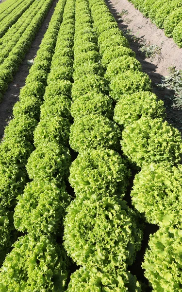 Frischer grüner Salat auf dem Feld mit sandigem Boden zur Erleichterung der — Stockfoto