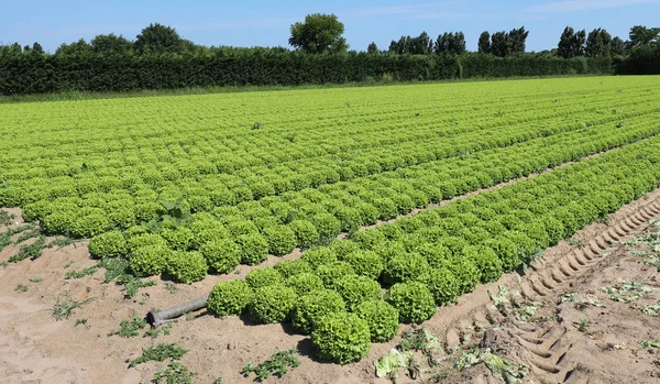 Amplio campo cultivado de lechuga verde fresca — Foto de Stock
