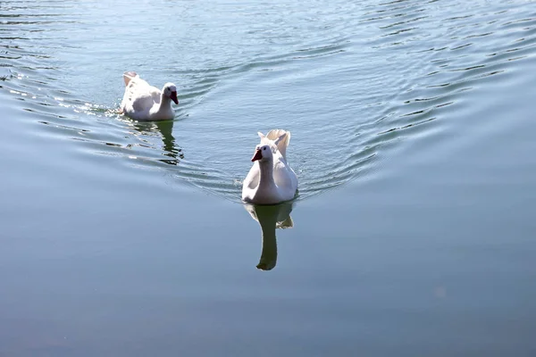 Deux oies blanches dans un étang — Photo