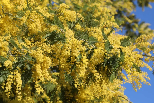 Achtergrond van schoonheid gele bloemen van Mimosa — Stockfoto
