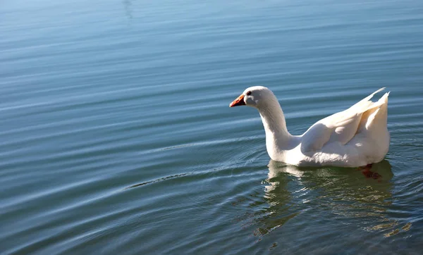 Большой нетронутый белый гусь плавает в пруду — стоковое фото