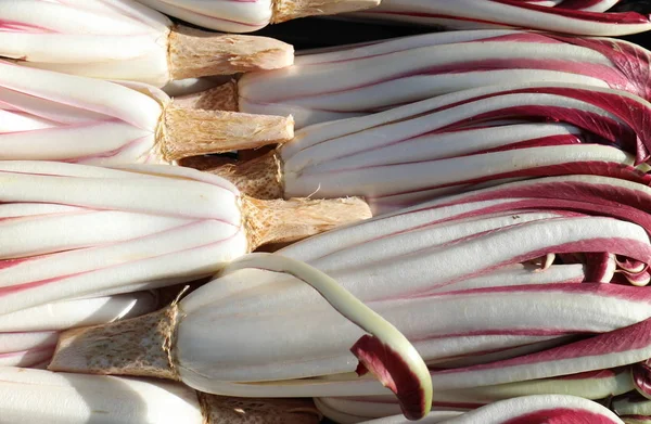 Fondo de achicoria fresca llamado Radicchio Tarddivo en Italia — Foto de Stock