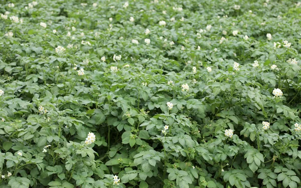 Cultivated field of potatos — Stock Photo, Image