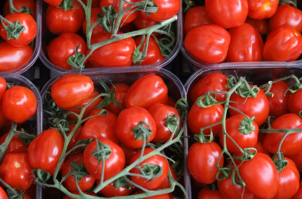 Pachino kırmızı domates — Stok fotoğraf