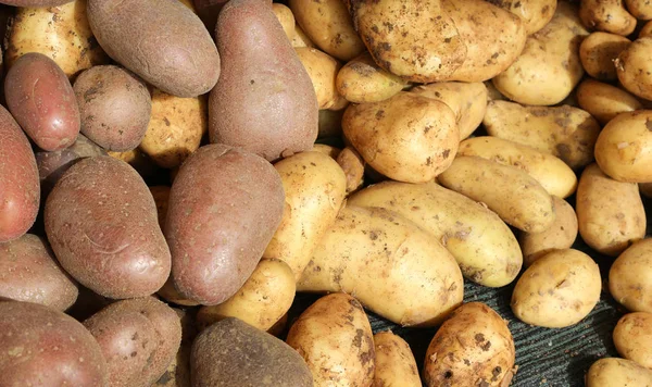 Kartoffeln von Bergen zum Verkauf auf dem Markt — Stockfoto