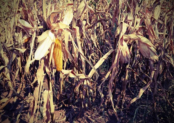 Yellow panicle of maize also called corn cob with old toned effe — Stock Photo, Image
