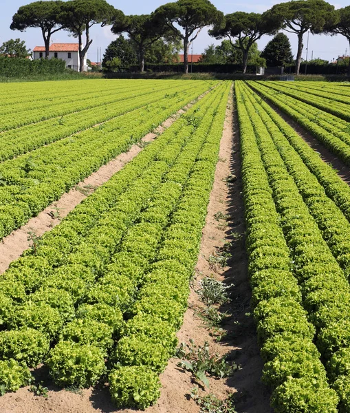 Muchos mechones de lechuga en un campo grande — Foto de Stock