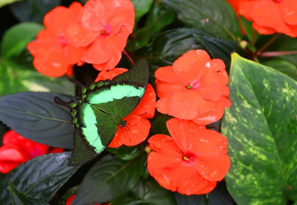 Vlinder met groene vleugels gelegd op een bloem — Stockfoto