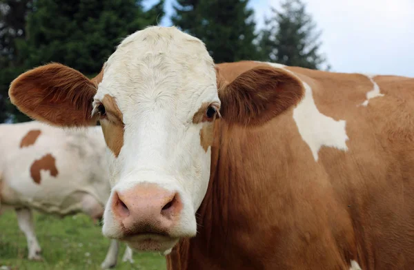 Grote snuit van een koe — Stockfoto