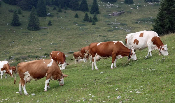 Много коричневых и белых коров — стоковое фото