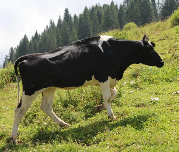 Черно-белая корова пасущаяся в горах — стоковое фото