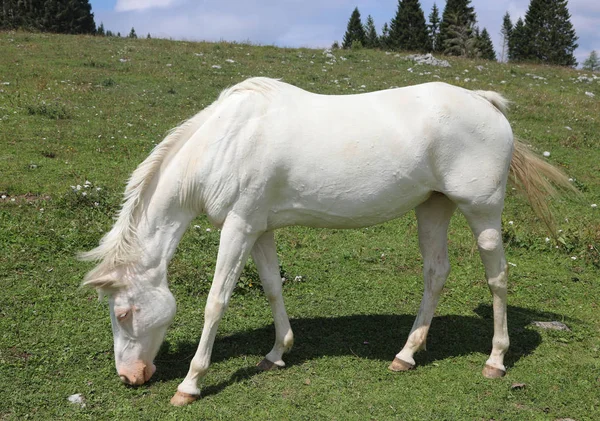 Very white horse on green meadown whitel eating fresh grass — Stock Photo, Image
