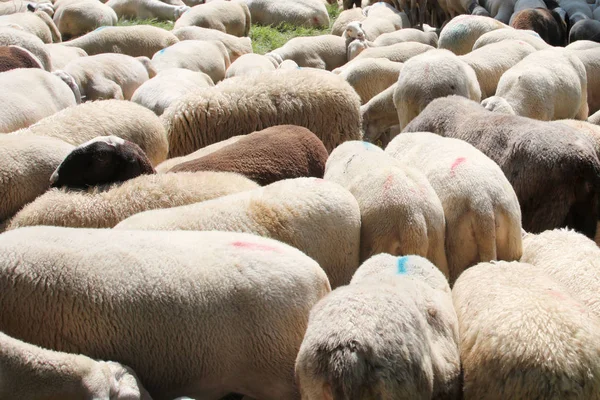 Pelliccia lanosa di pecore con un sacco di pecore al pascolo — Foto Stock