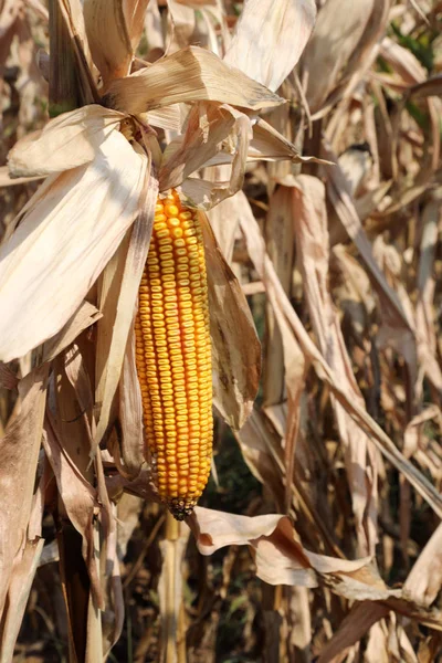 Зрізати кукурудзяний коб з багатьма насінням кукурудзи в культивованому полі — стокове фото