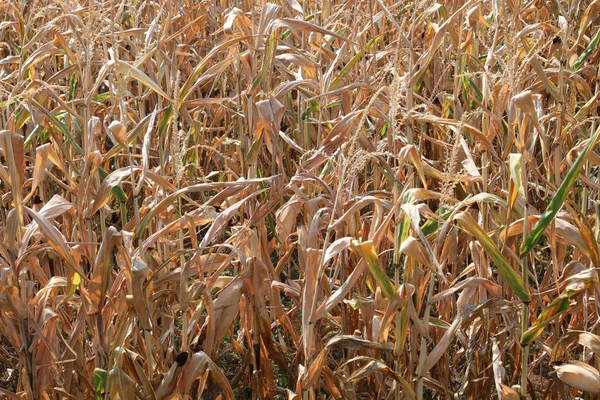 Fondo de plantas secas de maíz —  Fotos de Stock