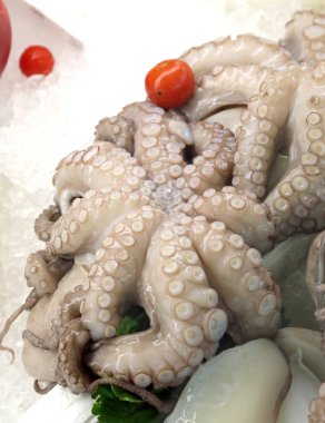 Ahtapot buz üstünde