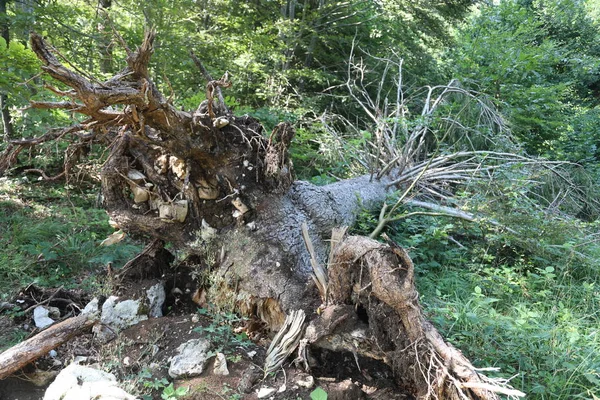 Rotlösa Tree på berg — Stockfoto