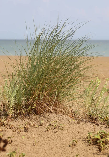 Tropické rostliny na písku u moře — Stock fotografie