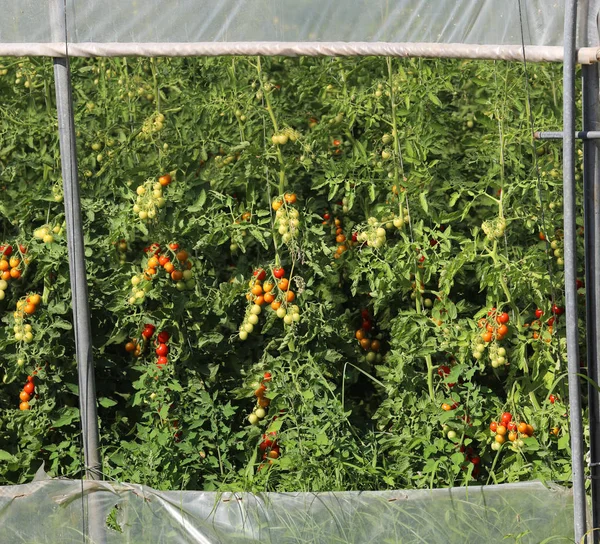 Estufa a tomates cultivados no inverno — Fotografia de Stock