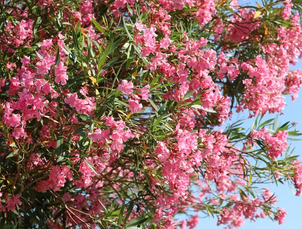 Many pink flower of oleander — Stock Photo, Image