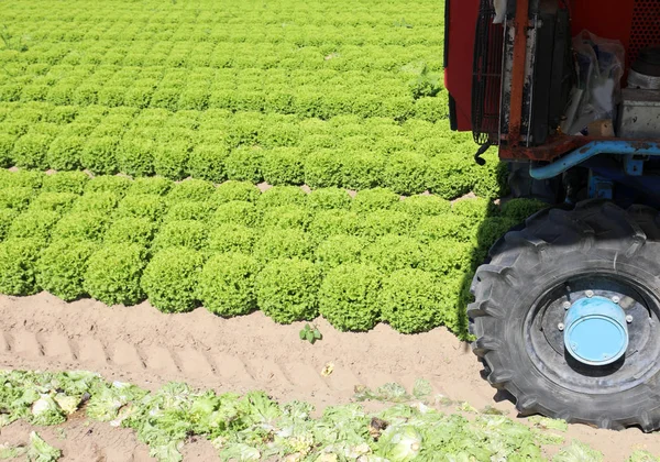 Roda dari traktor pada bidang dibudidayakan — Stok Foto