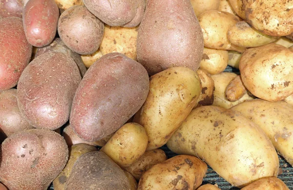 Hintergrund von gelben und roten Kartoffeln — Stockfoto