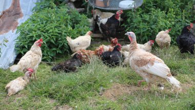 Çiftlikte bir sürü tavuk ve tavuk var.