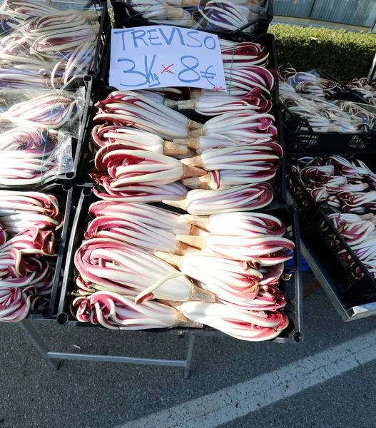 Chicória vermelha típica do norte da Itália chamada RADICCHIO TARDIVO w — Fotografia de Stock