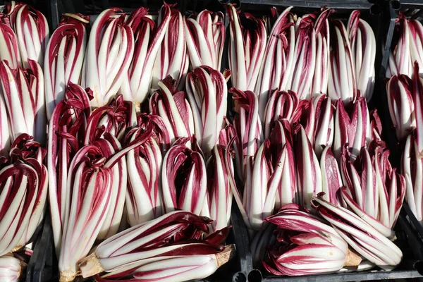 Alface vermelha chamada Radicchio Tarddivo em língua italiana — Fotografia de Stock