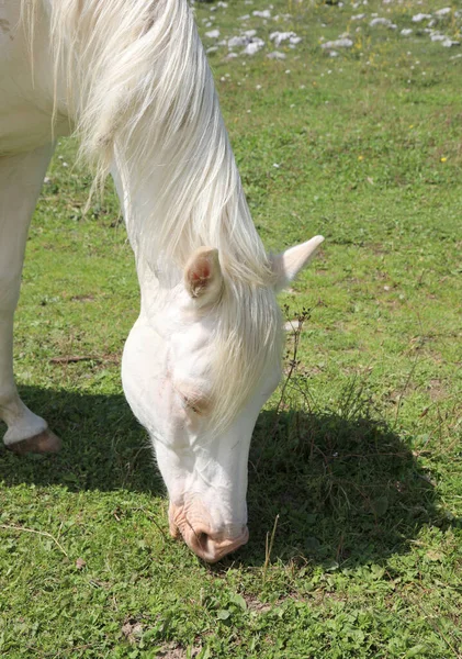 Biały koń jedzący zieloną trawę meadown — Zdjęcie stockowe