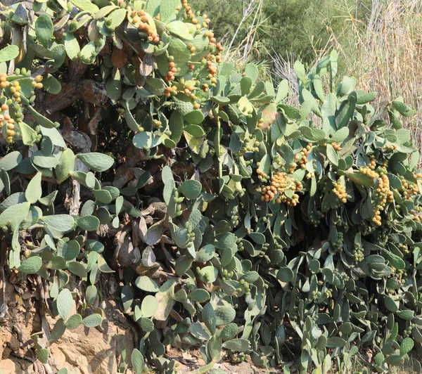 Planta de pera espinosa también llamada higos indios — Foto de Stock