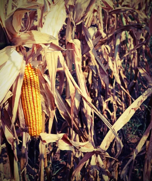 Mazorca de maíz con semilla amarilla de maíz y efecto tonificado antiguo — Foto de Stock