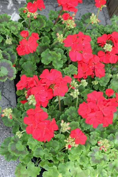 Platns of red geraniums flowers — Stock Photo, Image