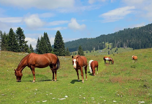 Многодетная семья лошадей в горах — стоковое фото