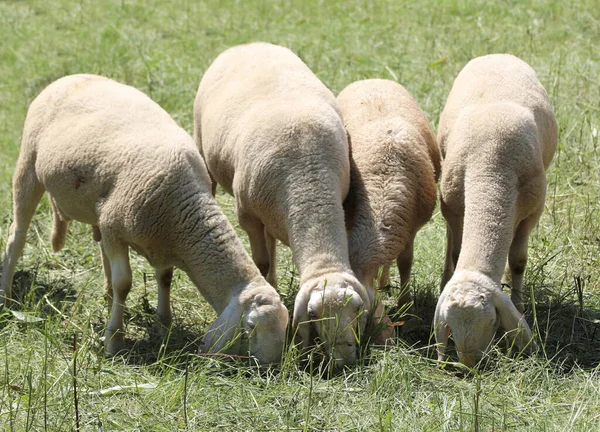 Cuatro ovejas pastan en un pasto de montaña — Foto de Stock