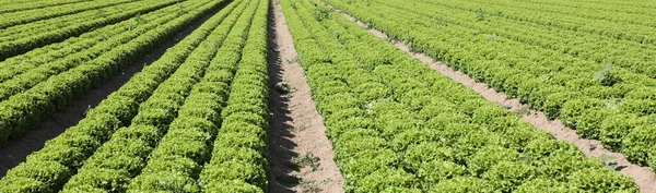 Många tulpaner av grönsallad på ett fält — Stockfoto