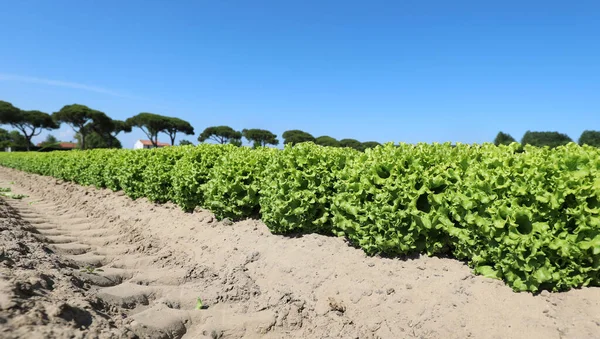 Ackerland mit grünem Salat auf sandigem Boden — Stockfoto