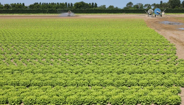 Muchos mechones de lechuga verde en un campo — Foto de Stock