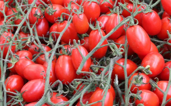 Viele Trauben Tomaten — Stockfoto
